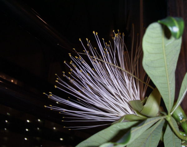 (ѥβ,ʥ,̥ʥå,pachira bloom, pachira flower, pachira blossom, pachira aquatica, Shaving-brush tree, Cayenne nut)