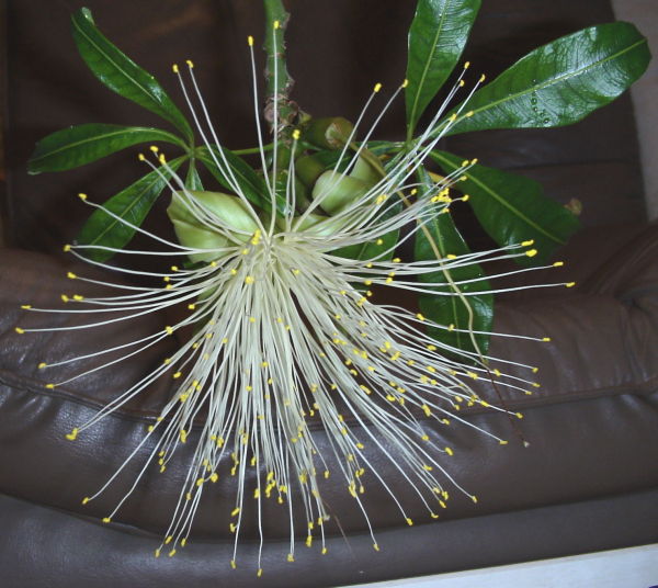 (pachira*ʥ,̥ʥå,pachira bloom, pachira flower, pachira blossom, pachira aquatica, Shaving-brush tree, Cayenne nut)
