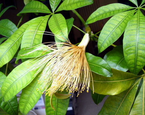 pachira aquatica, Shaving-brush tree, Cayenne nut, pachira flower, pachira bloom
